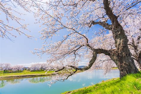 The Healing Powers of Sakura Thread